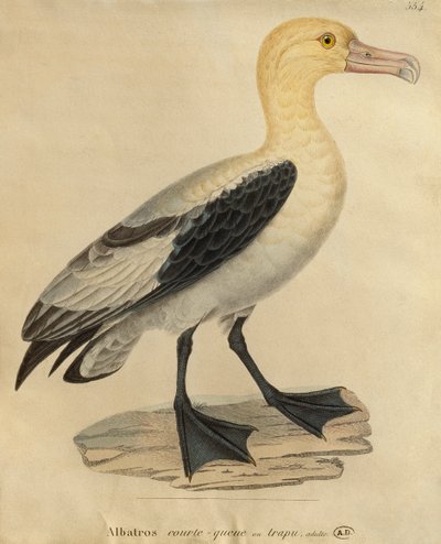 Albatross with a Short Tail by Paul Louis Oudart