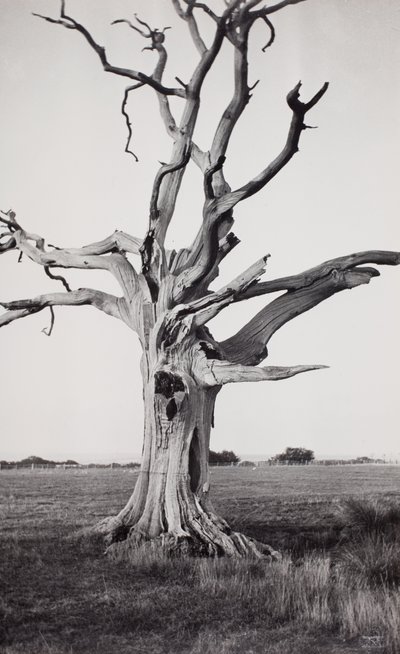 Dead Tree, Romney Marsh by Paul Nash