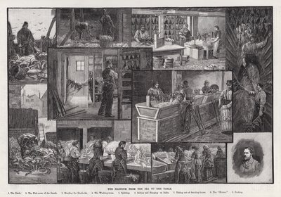 The Haddock from the Sea to the Table by Percy Robert Craft
