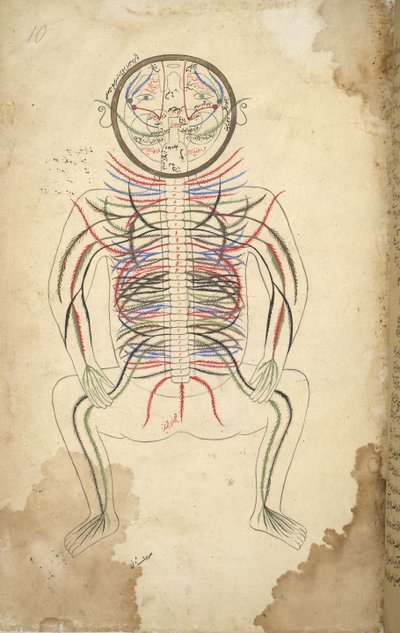 Human Spine, from 