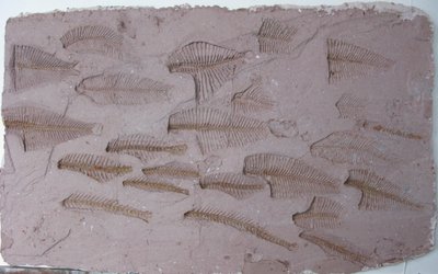 Shoal by Peter A Ford
