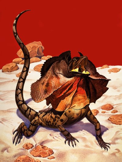 Frilled Lizard by Peter Jackson