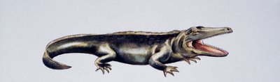 Cyclotosaurus sp, Mastodonsauridae, Late Triassic, Artwork by Peter Ross by Peter Ross