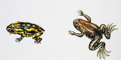Triadobatrachus massinoti and Palaeobatrachus sp, Artwork by Peter Ross by Peter Ross