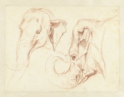 Two Sketches of the Head of an Elephant by Petrus Camper