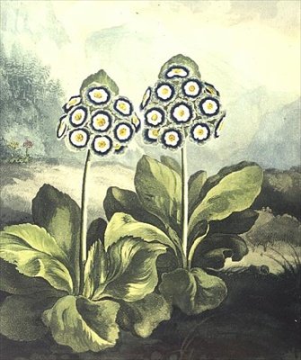 Primrose: Primula Auricula, Engraved by Sutherland, from Robert Thornton