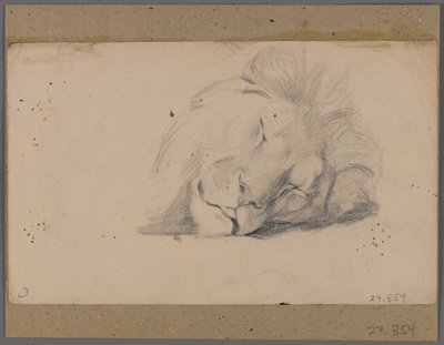 Head of a Sleeping Lion by Philip H. Wolfrom