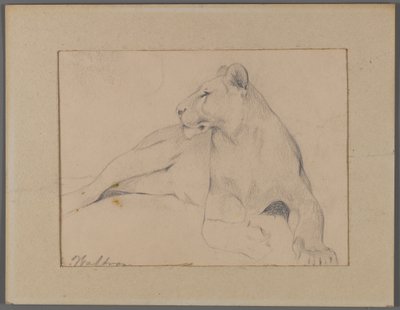 Seated Lioness by Philip H. Wolfrom