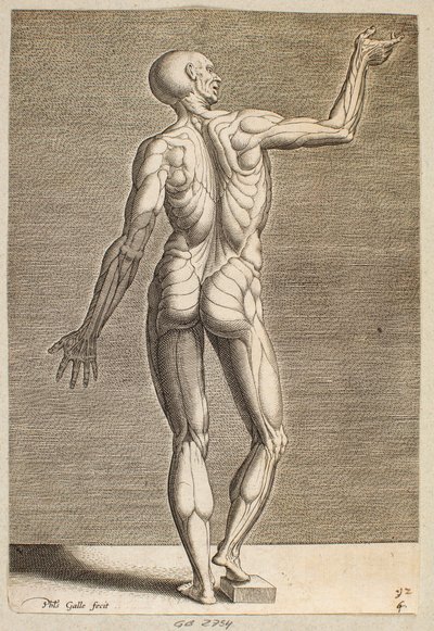 Study of Human Figure with Exposed Tendons and Muscles, Seen from Behind by Philips Galle