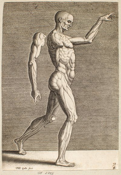 Study of Human Figure with Exposed Tendons and Muscles, Facing Right by Philips Galle