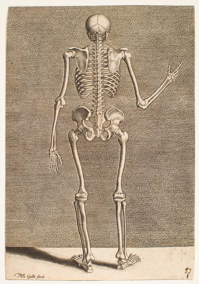 Study of a Skeleton, Seen from Behind by Philips Galle