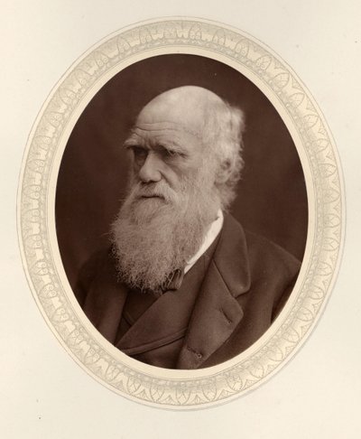 Portrait of Charles Darwin by Photo studio Lock and Whitfield