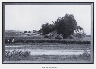 A Cane Farm near Mackay by Photographer Australian