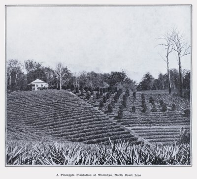 A Pineapple Plantation at Woombye, North Coast Line by Photographer Australian