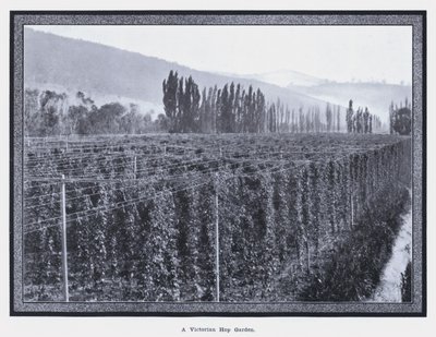 A Victorian Hop Garden by Photographer Australian