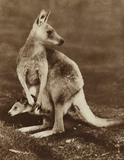 Baby Kangaroo Looking Out of Its Mother