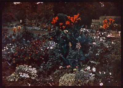 Flower bed in the Botanical Gardens, Sydney, New South Wales, Australia by Photographer Australian