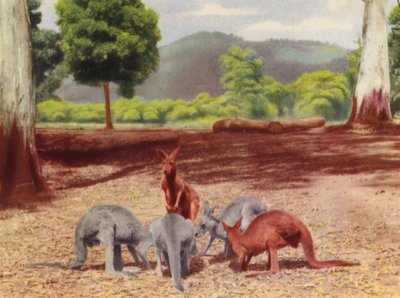 Kangaroos by Photographer Australian