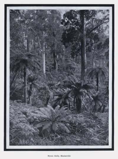 Nyora Gully, Healesville by Photographer Australian