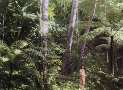 Queensland, Australia: Tropical Jungle (photo) by Photographer Australian
