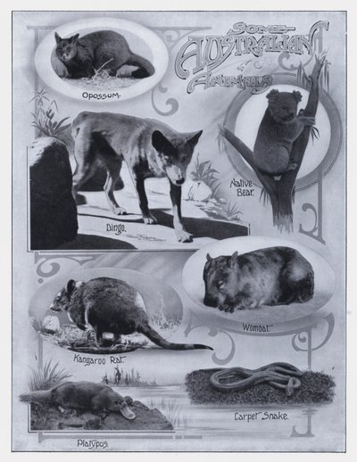 Some Australian Animals by Photographer Australian