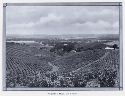 Vineyards at Magill, near Adelaide by Photographer Australian