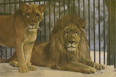 Cologne Zoo, Lions by Photographer German