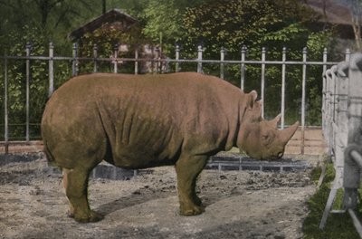 Cologne Zoo, Rhinoceros by Photographer German