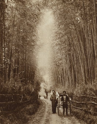 Bamboo grove, Japan by Photographer Japanese
