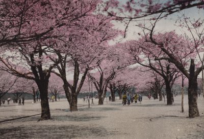 Japan, c.1912: Cherry Blossom at Uyeno Park, Tokyo by Photographer Japanese