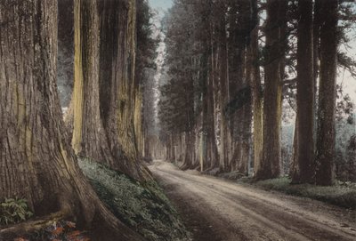 Japan, c.1912: Cryptomeria Road, Nikko by Photographer Japanese