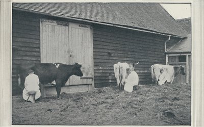 Milking Cows, 1910 by Pictorial Agency