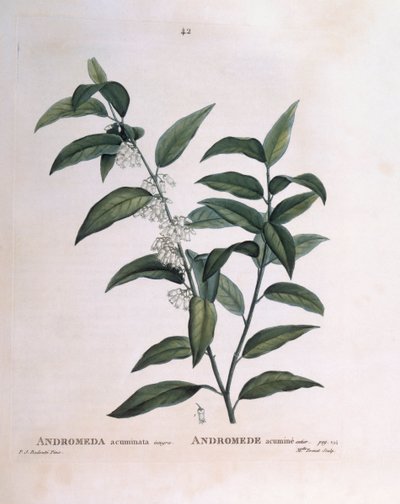 Andromeda Acuminata, botanical plate by Pierre Joseph Redouté by Pierre Joseph Redouté