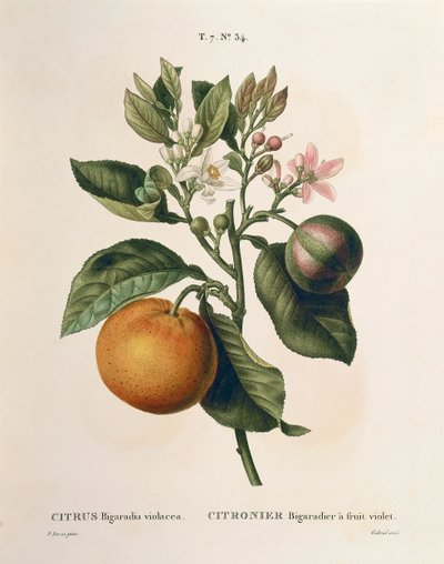 Bitter orange (Citrus aurantium) with violet fruit by Pierre Joseph Redouté by Pierre Joseph Redouté