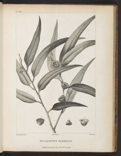 Eucalyptus Globulus from 