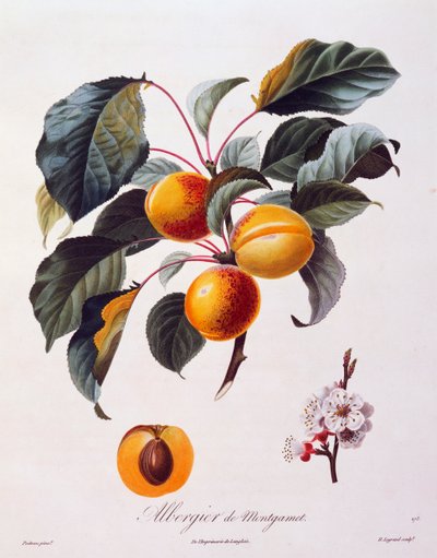 Fruits and Flowers of Apricot Albergier De Montgamet by Pierre Antoine (after) Poiteau