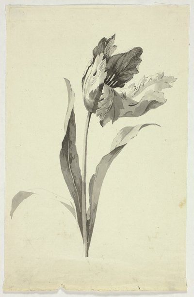 Tulip by Pierre Antoine Mongin