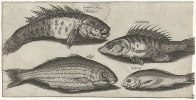 Pike, Perch, Goby, and an Unknown Fish by Pierre Firens
