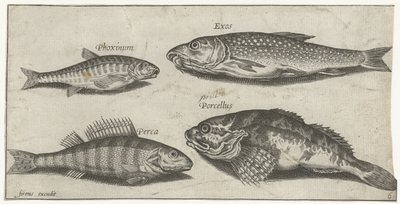 Carp, Minnow, Catfish, and Perch (Vissen) by Pierre Firens
