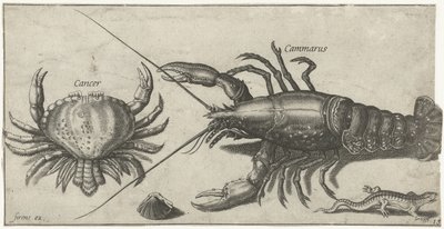 Lobster, Crab, Salamander, and a Shell by Pierre Firens