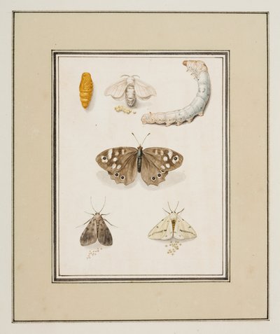Butterflies, Moths and Caterpillars by Pierre Francois Ledoulx