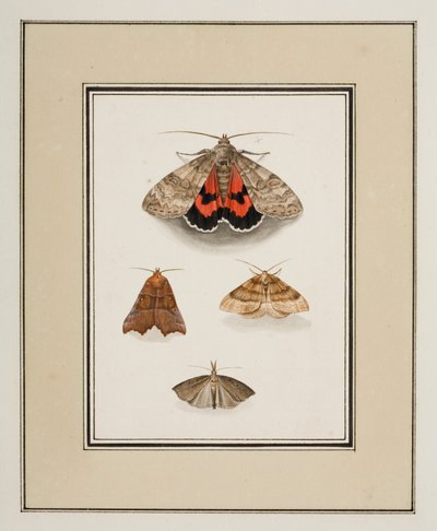Moths by Pierre Francois Ledoulx