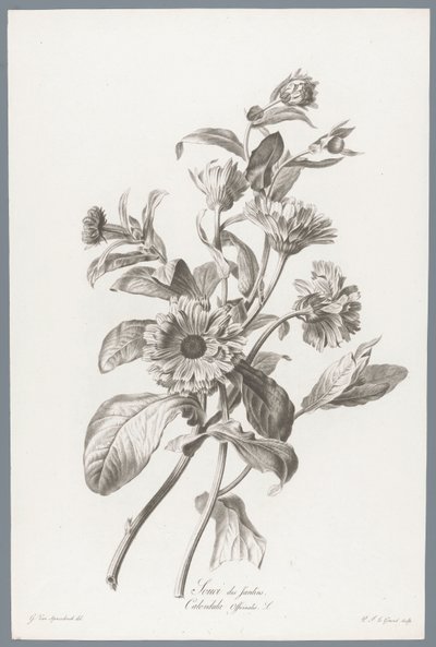 Marigold (series title: Flowers Drawn from Nature) by Pierre François Legrand