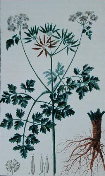Botanical Plate Depicting Chervil, from 