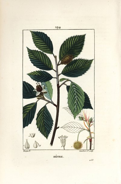 Beech Tree by Pierre Jean Francois Turpin