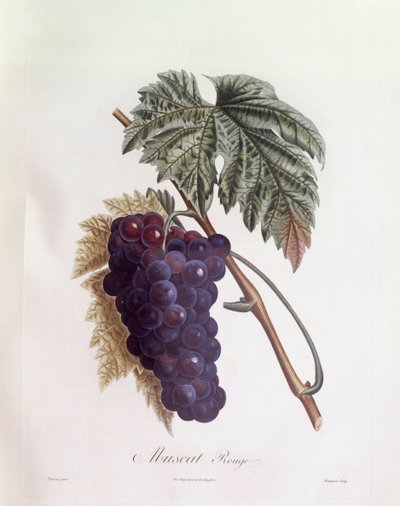 Black muscat grapes, botanical plate by Pierre Jean Francois Turpin by Pierre Jean Francois Turpin