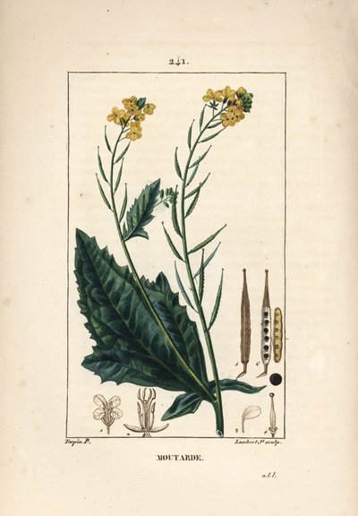 Black mustard or black seneve - Mustard, Sinapis nigra by Pierre Jean Francois Turpin