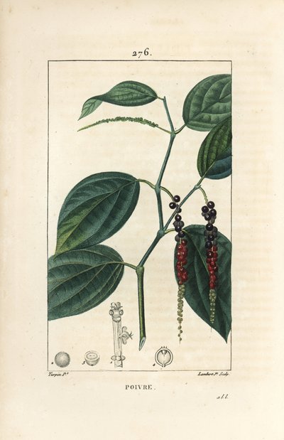 Black Pepper (from 