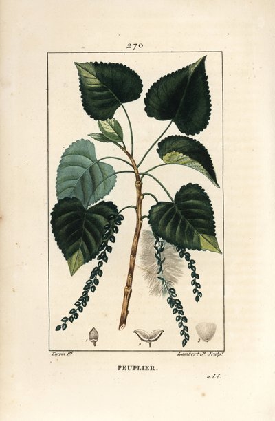 Black Poplar Tree with Leaf, Stalk, and Seed. Handcoloured Stipple Copperplate Engraving by Lambert Junior from a Drawing by Pierre Jean-Francois Turpin from Chaumeton, Poiret and Chamberet