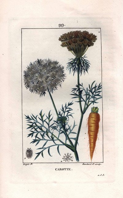 Carrot root and flower, Daucus carota. Handcoloured stipple copperplate engraving by Lambert from a drawing by Pierre Jean-Francois Turpin from Chaumeton, Poiret et Chamberet